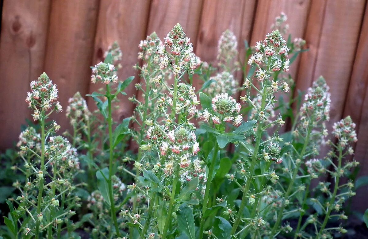 Цветок Резеда душистая. Резеда Хавская душистая. Reseda odorata. Резеда душистая красно-розовая. Резеда купить семена