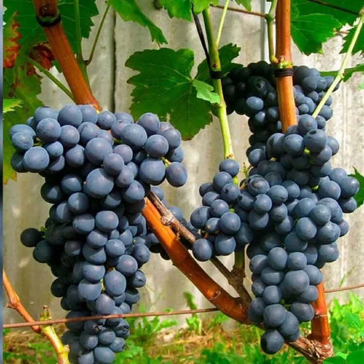 черный фрукт. виноград блэк. цвет темного винограда. виноград сорт андижанский черный. сорт винограда черный жемчуг.