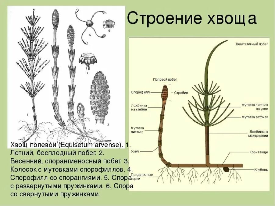 Хвощ спермий. Спорангии хвоща полевого. Вегетативный побег хвоща. Весенний побег хвоща полевого. Спорангии хвощевидных.