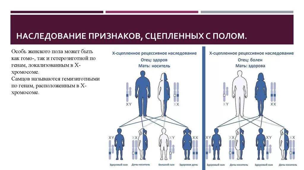 Процент генов от отца и матери. Х сцепленный рецессивный Тип наследования. У человека сцепленно с полом наследуются. Зависимый от пола Тип наследования. Схема генетика пола. Наследование признаков.