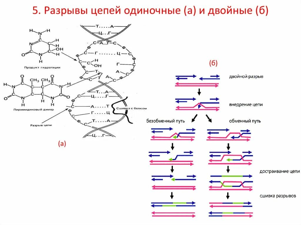 Разрывы цепи днк. Одиночные и двойные разрывы ДНК. Разрыв цепи. ДНК цепочка разрыв цепи. Двунитевые разрывы ДНК рисунок.