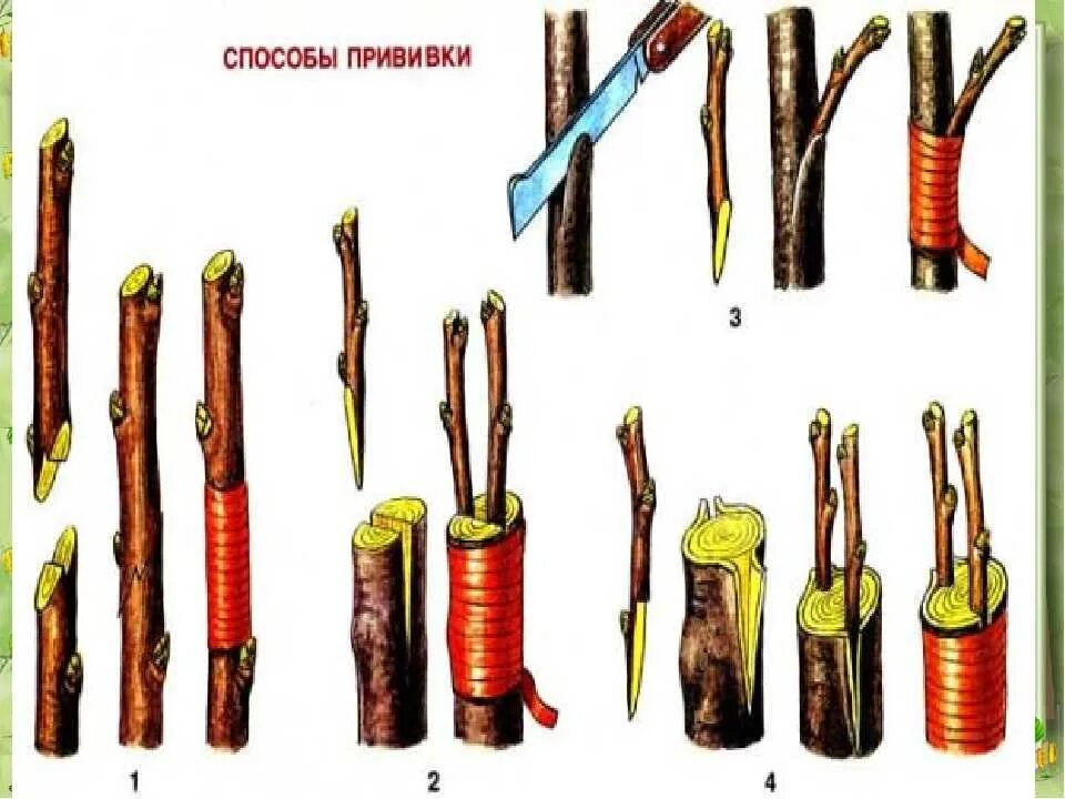 Размножение глазком. Привой подвой окулировка. Привой подвой черенок. Типы прививки растений окулировка. Способы прививки плодовых деревьев окулировка.