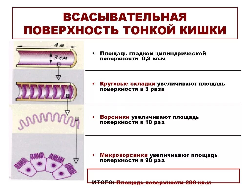 По внутренней поверхности гладкой. Складки и ворсинки тонкого кишечника. Складки слизистой тонкой кишки. Продольные складки тонкой кишки. Складки тонкого кишечника.