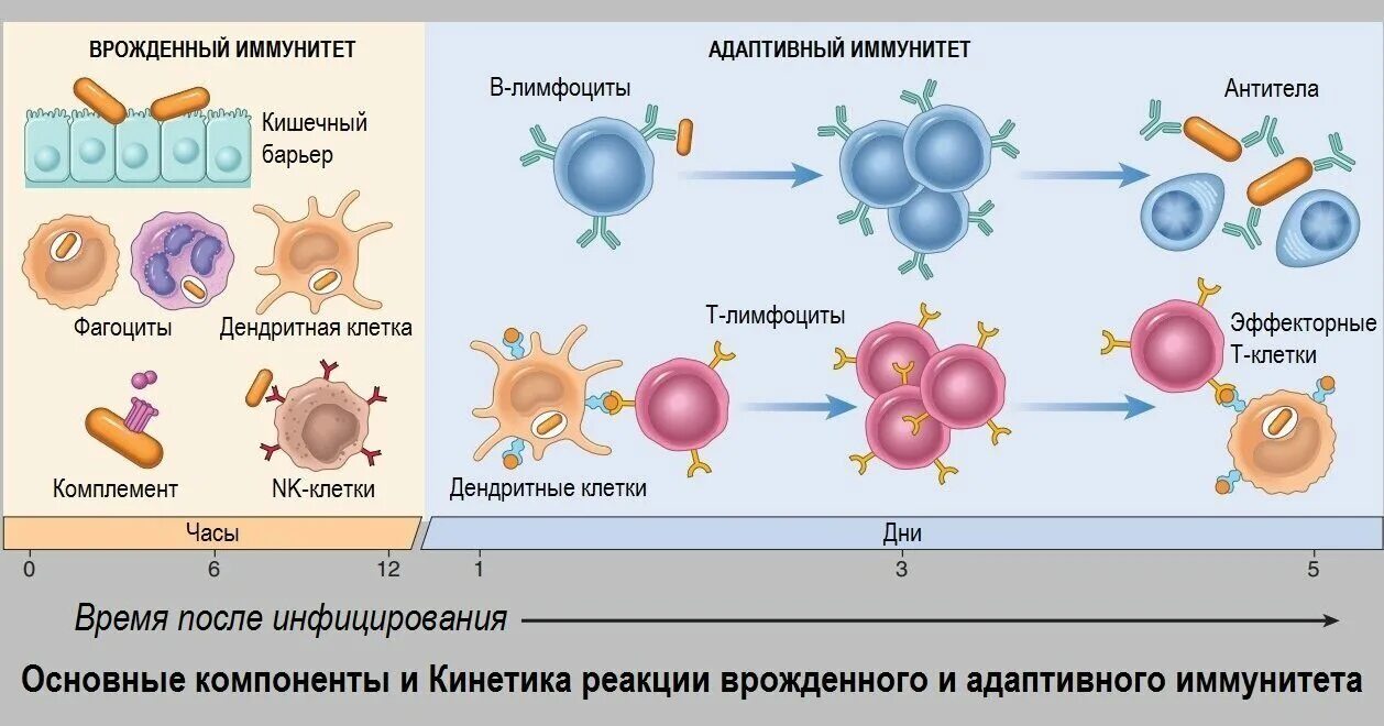 Адаптивный иммунитет схема. Клетки адаптивного иммунитета иммунология. Взаимосвязь врожденного и адаптивного иммунитета. Адаптивный иммунный ответ схема. Врожденный иммунный ответ