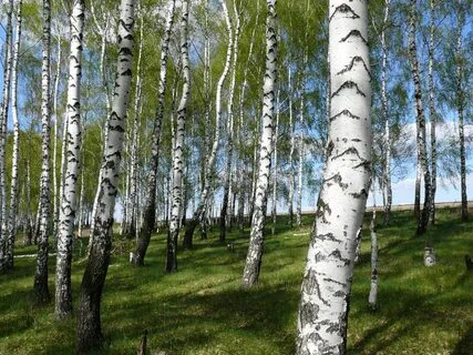 Тайшет березовая роща