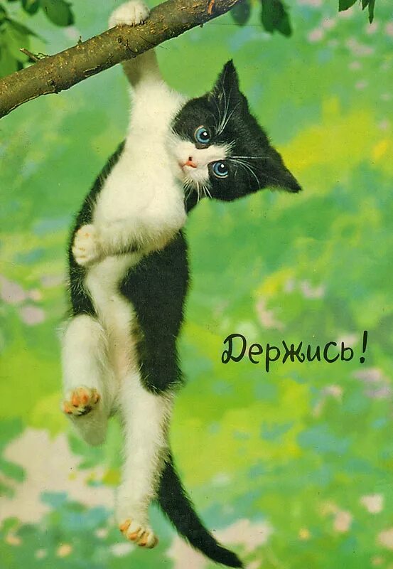 Держись. Хорошо висим. Держись мы с тобой. Крепись держись. Открытка держись.
