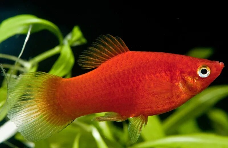 Platy