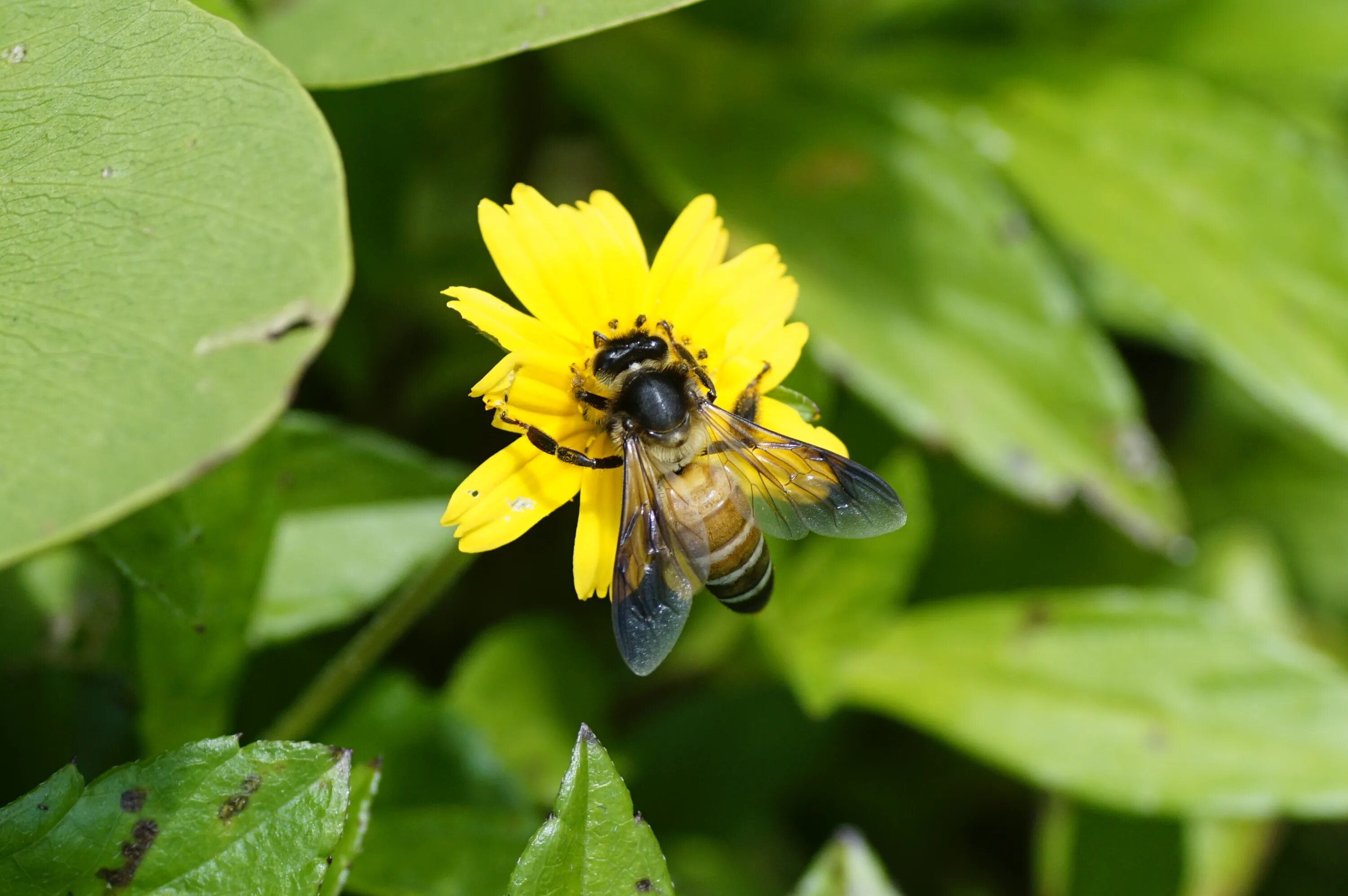 Пчелы APIS dorsata. Индийская пчела. Пчелы Лабориозы. APIS demissus растение. Www apis ru