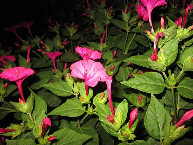Какой процент ночной красавицы с розовыми цветками. Кактус ночная красавица. Парижские красавицы цветы. Колумбийская красавица цветок. Кактус ночная красавица фото.