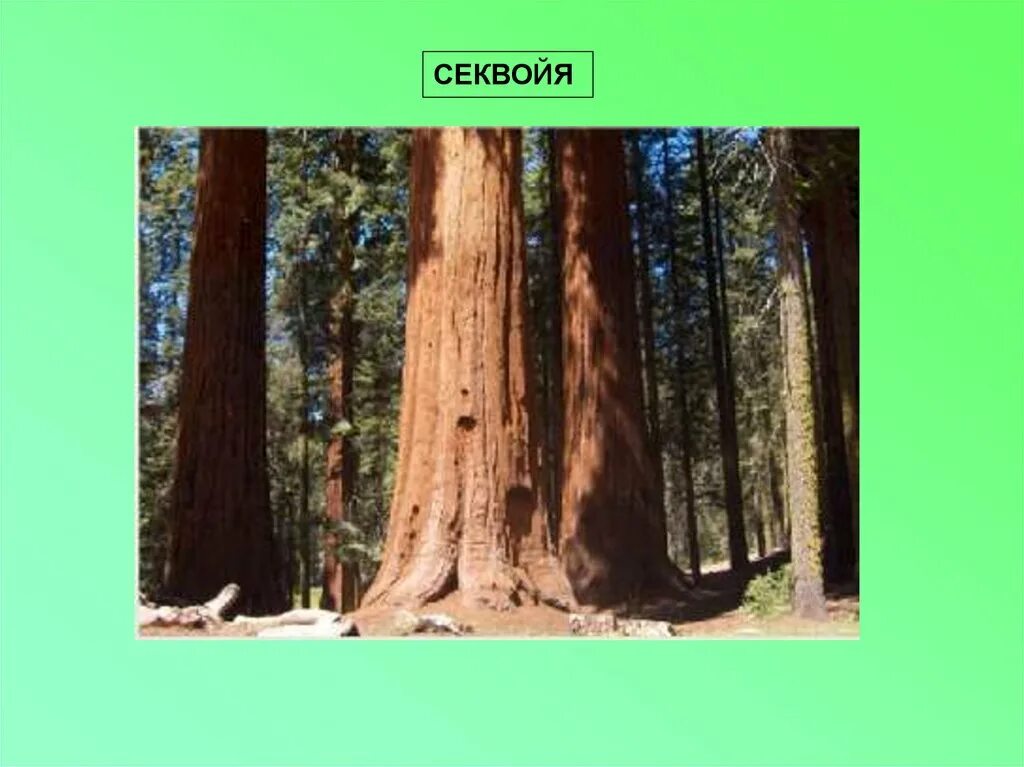 Гигантская калифорнийская секвойя. Секвойя вечнозелёная (sequoia sempervirens). Секвойя редвуд. Где можно встретить дерево. Баобаб (адансония пальчатая.