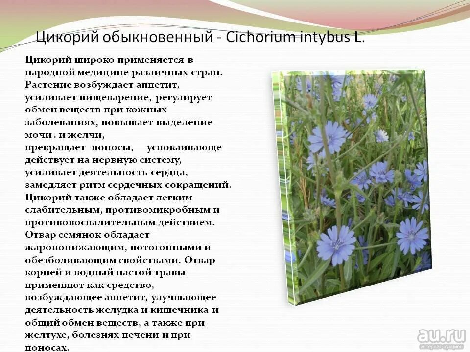 Рассказ на дзене полевые цветы