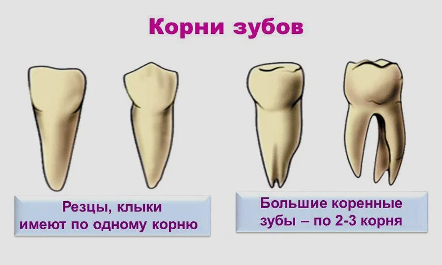 Картинки ПЕРВЫЙ КОРЕНЬ ЗУБА