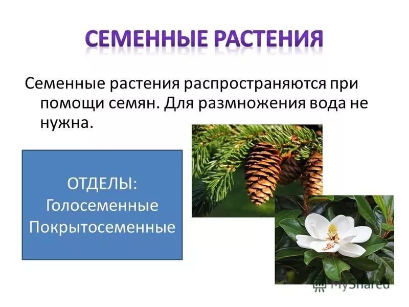 Семена защищены околоплодником у голосеменных или покрытосеменных. Семенные и Голосеменные растения. Семенные растения Голосеменные и Покрытосеменные. Высшие семенные растения. Семенные цветковые растения.