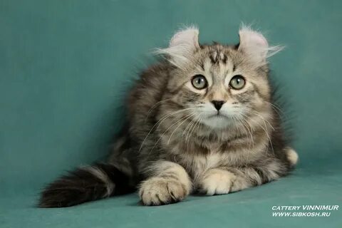 Сибирская кошка питомник