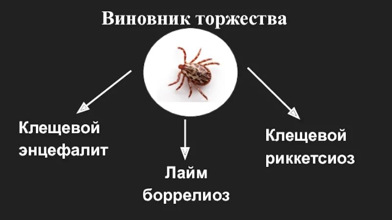 Переносчики вируса клещевого энцефалита