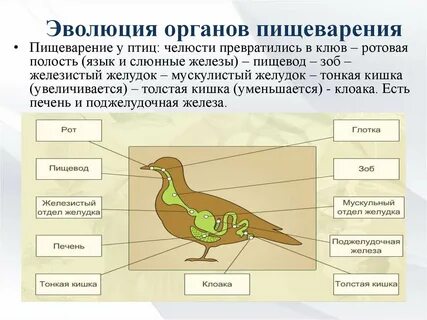 Позвоночные пищеварительная система
