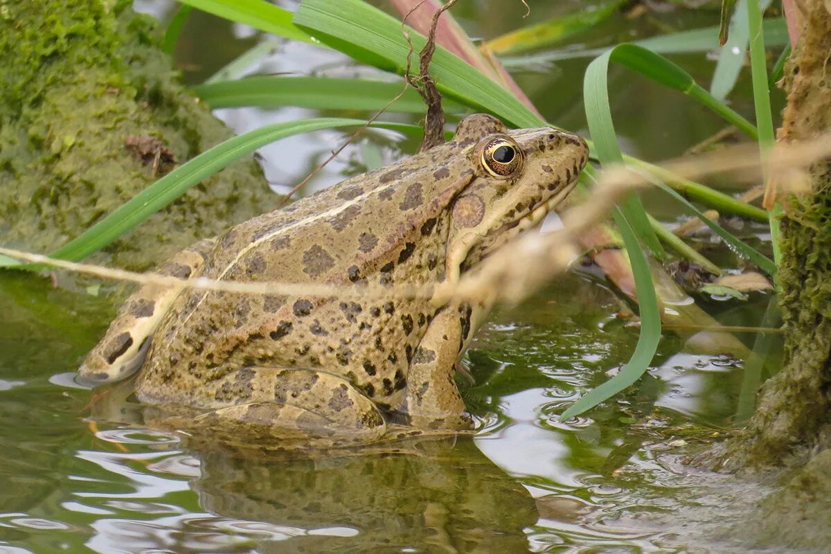 Место обитания озерной лягушки. Озерная лягушка. Озерная лягушка pelophylax ridibundus (pallas, 1771). Rana ridibunda лягушка. Озерная лягушка.