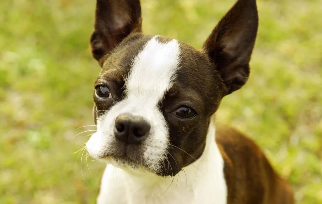 Норвич терьер вес по месяцам таблица. Terrier перевод. Terrier перевод. Парсон рассел терьер гладкошерстный. Бостон терьер щенки.