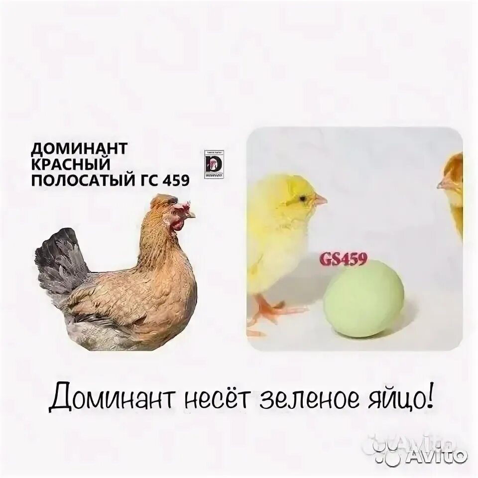 Сколько несут яиц доминант. Цыплята доминант 459gs. доминант гс 459. цыплята доминант gs 902. доминант gs459 яйцо.