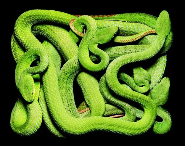 Green vine snake (Oxybelis brevirostris) snake is displayi. Flickr