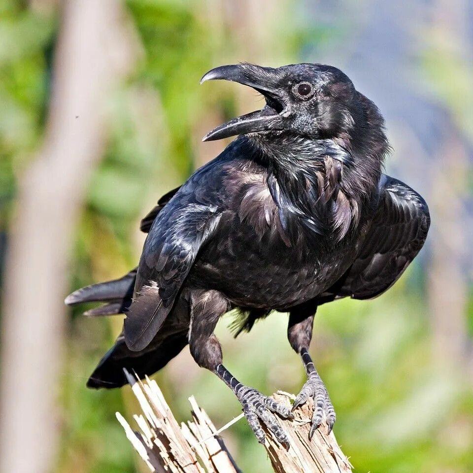 Ворона хищная птица. Corvus Corax Bird. Corvus Corax птица. Кричащая ворона. Хищная ворона.