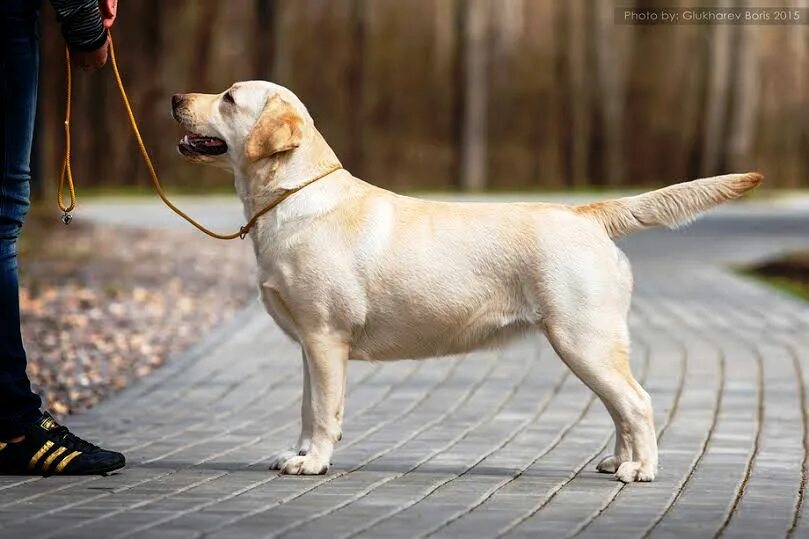 Лабрадор - ретривер ста. Краснодар лабрадор бим. Американский лабрадор ретривер. Лабрадор retriever. Хвост у лабрадора стандарт.