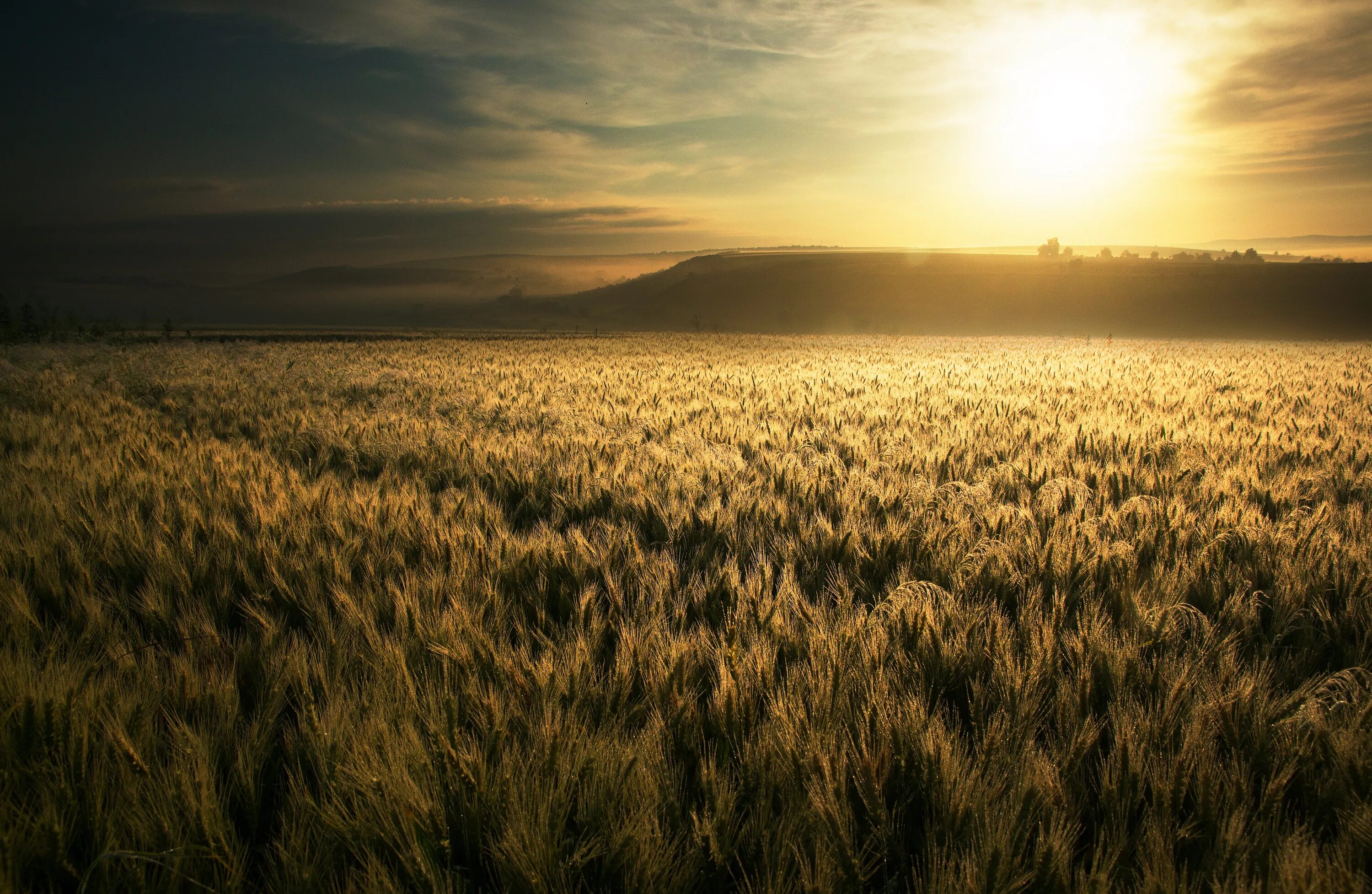 В поле. Field k. В поле. Field k. Дальнее поле.
