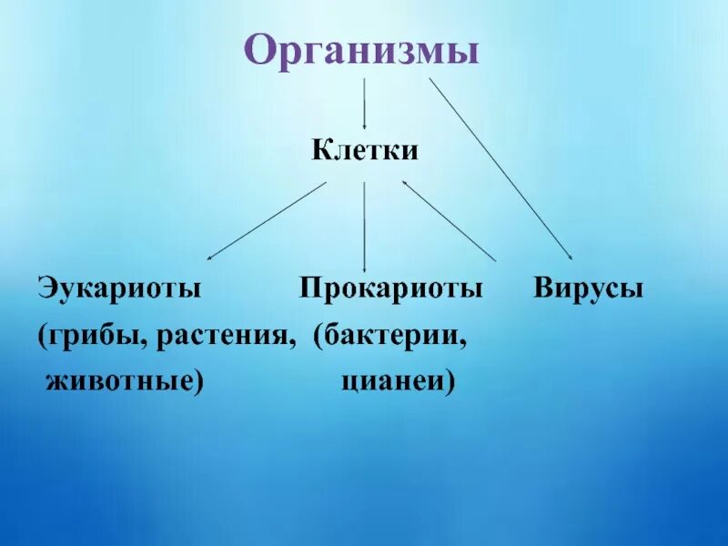 Прокариоты вирусы грибы