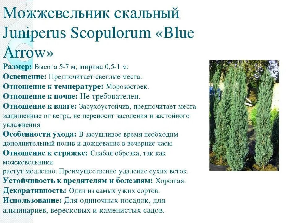 Можжевельник Blue Arrow - купить с доставкой по выгодным ценам в интернет-магази