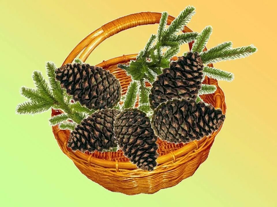 Корзина с еловыми шишками урок 4 класс. Корзина с еловыми шишками паустовский. паустовский еловые шишки. к.г. паустовский «корзинка с еловыми шишками».