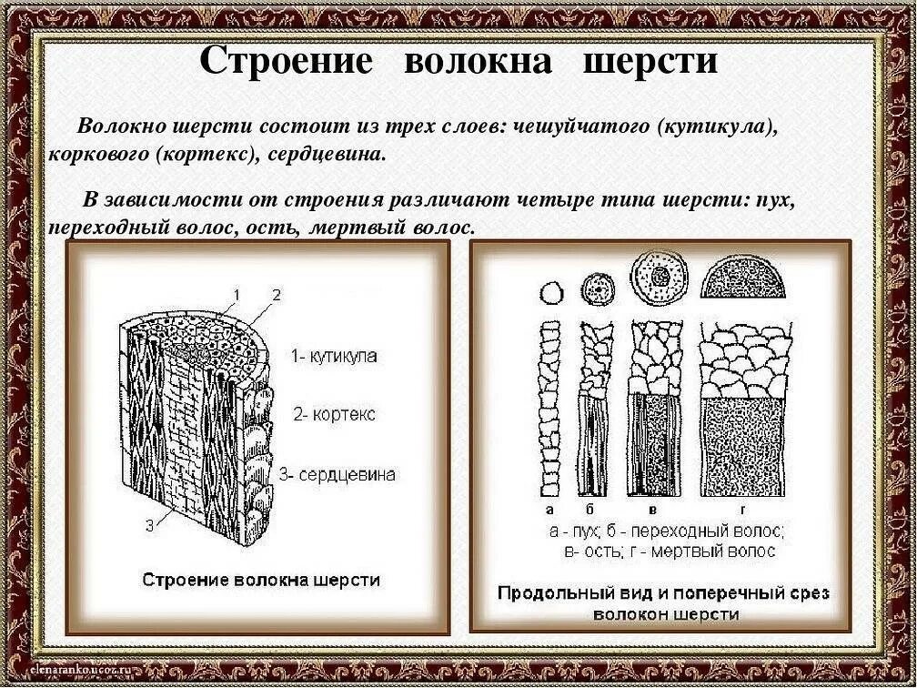 Шерсть значение