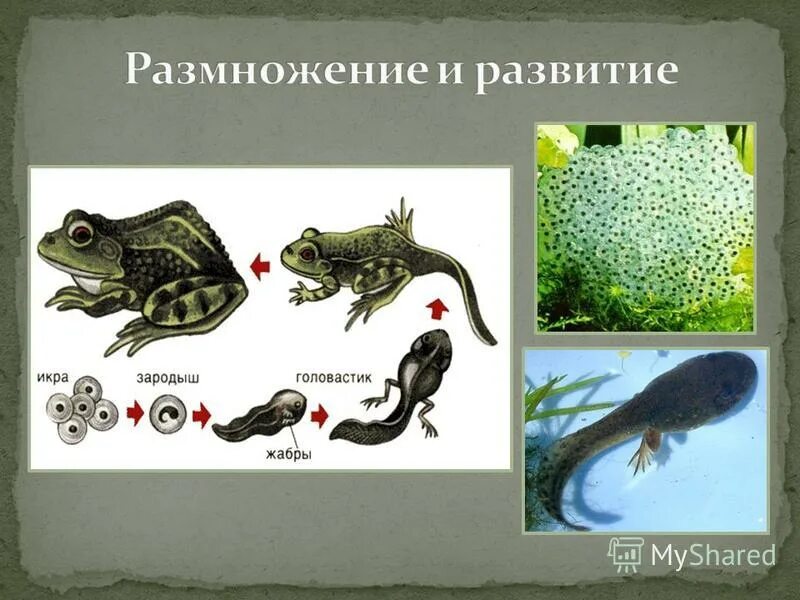 Сходства в размножении земноводных и рыб. Размножение и развитие земноводных. Размножение амфибий. Размножение земноводных схема. Размножение земноводных 7 класс.