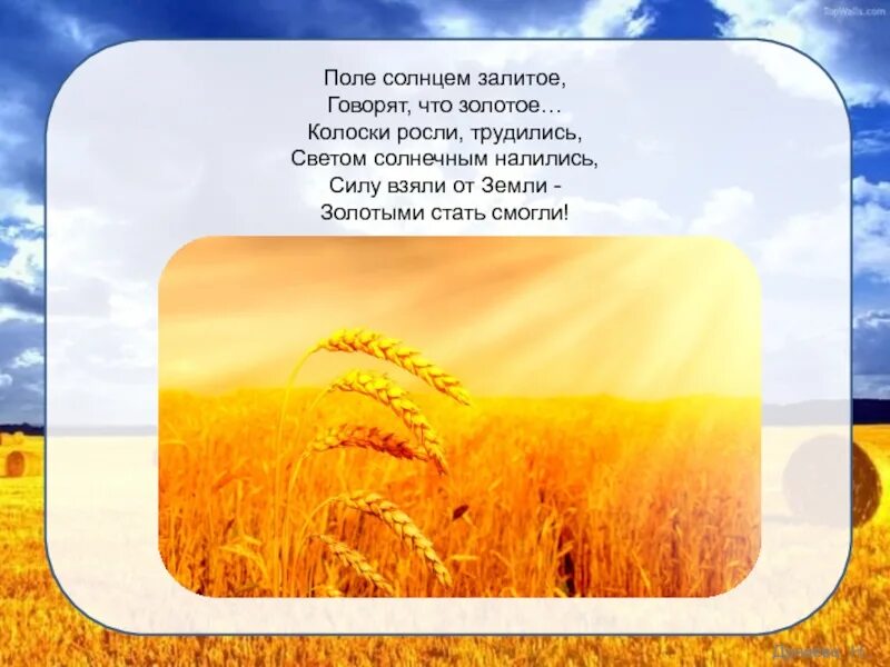 Залиты солнцем текст. Стихотворение про пшеницу. Стихотворение про поле пшеницы. Физминутка вырос в поле колосок. Стихотворение про поле с колосьями.