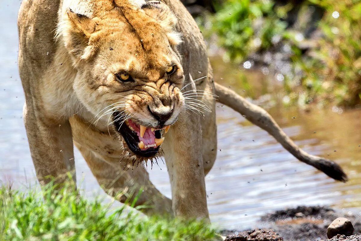 Злая львица. Львица ругает льва. Лев оскал. Пасть льва. Львица облизывается.