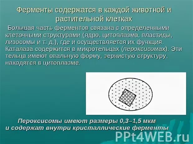 Ферменты 10 класс