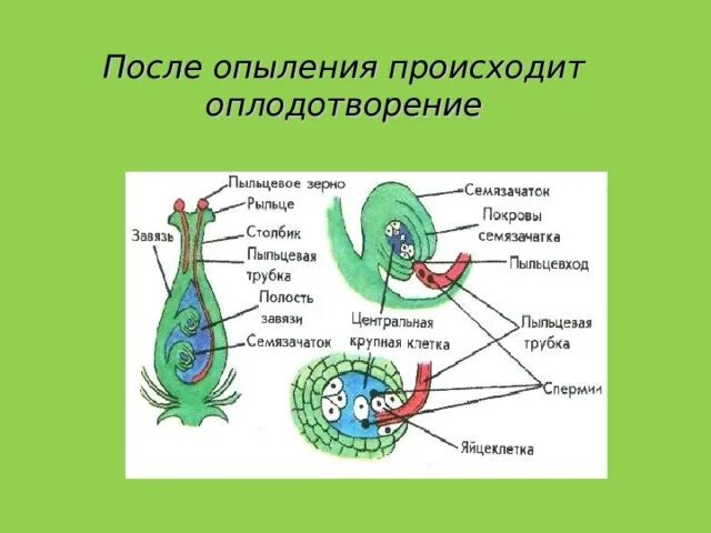 После опыления происходит оплодотворение. Опыление и оплодотворение цветковых растений. Двойное оплодотворение у растений. Схема опыления и оплодотворения цветковых растений. Установите соответствие между характеристиками оплодотворения после опыления