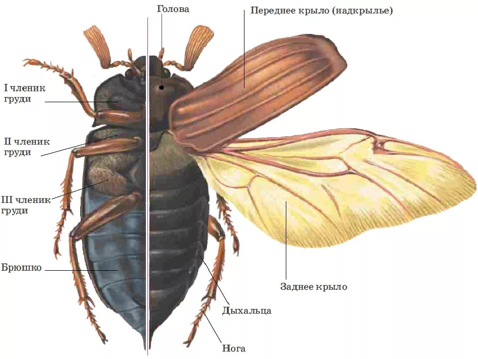 Внешнее строение хруща майского. Хрущ Майский строение. Строение насекомых Майский Жук. Строение жесткокрылых Жуков. Крылья жуков насекомых