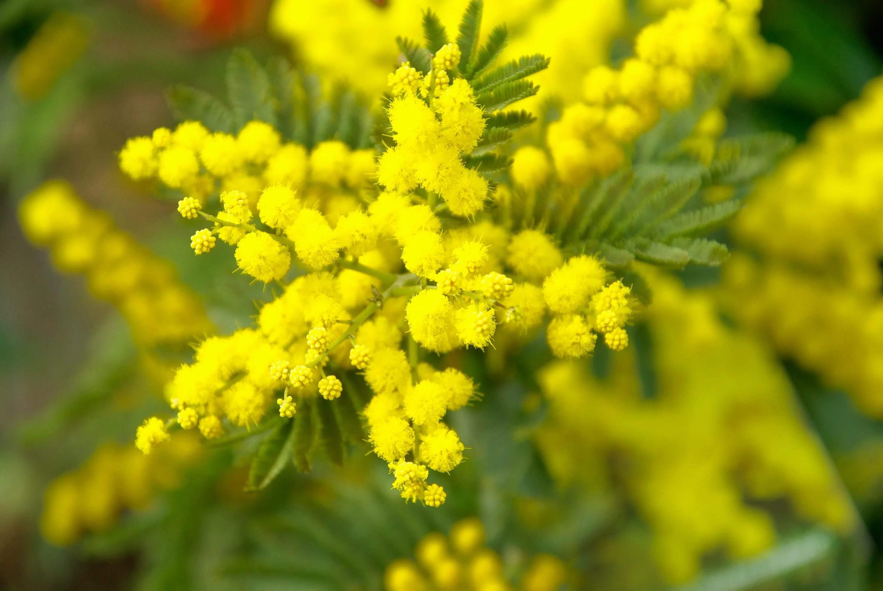 От мимозы болит голова. Мимоза цветок. Мимоза Acacia dealbata. Акация подбеленная (Мимоза). Мимоза оранж.