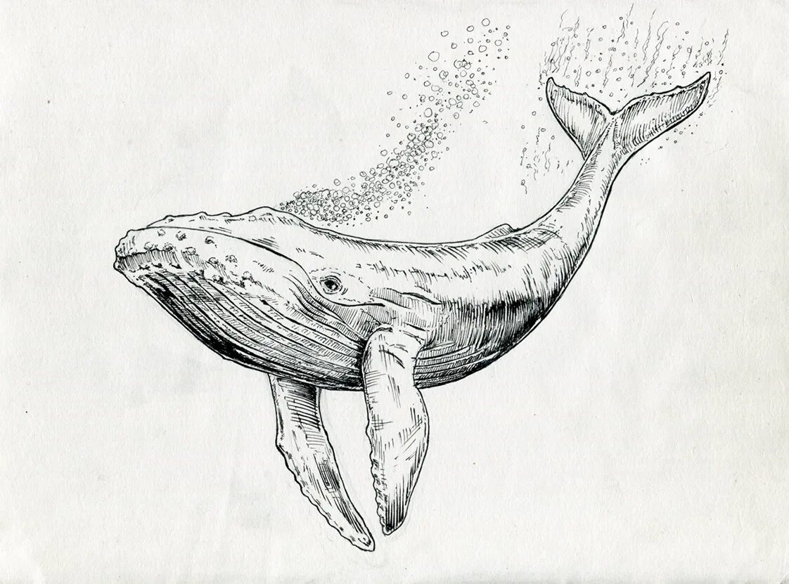 Киты рисунок карандашом для детей. Горбатый кит рисунок карандашом. горбатый кит рисунок line art. кит рисунок сложный. кит рисунок 1 класс.