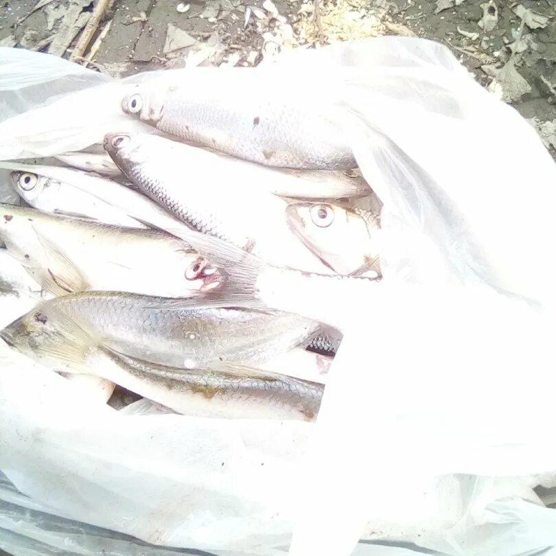 Вести с водоемов. Новосибирск фишингсиб рыбалка. Вести с водоемов нсо. Вести с водоемов нсо. Рыбалка в новосибирской вести с водоемов.