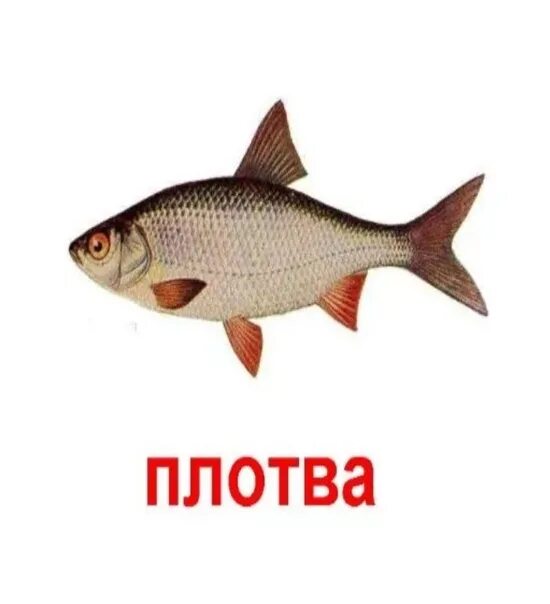 Плотва сканворд 6. Плотва. плотва рыба для детей. плотва рисунок. плотвичка рыба.
