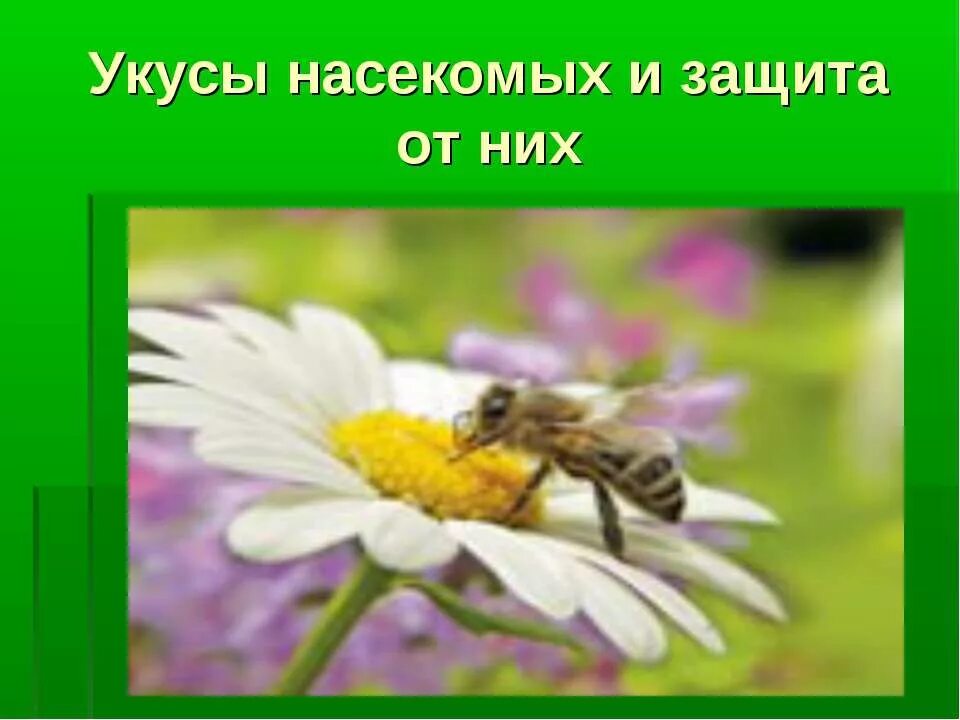 Укусы насекомых и защита от них обж. Укусы насекомых и защита от них. Презентация на тему укусы насекомых.