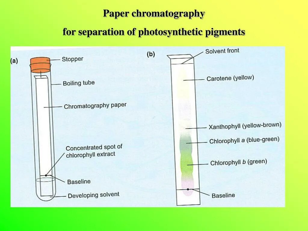 Разделение пигментов листа метод. Разделение пигментов методом тонкослойной хроматографии. Разделение хлорофилла методом хроматографии. Хроматография пигментов листа. Хроматография Разделение пигментов.