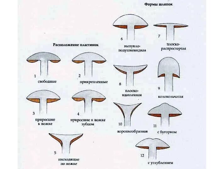 Трубчатое и пластинчатое плодовое тело. Строение шляпки шляпочного гриба. Подвиды шляпочных грибов. Строение шляпочного гриба. Классификация шляпочных грибов по строению Нижнего слоя шляпки схемы.