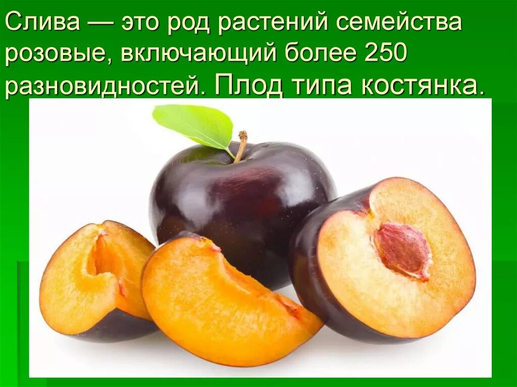 Дерево семейства розовых приносящие сочные плоды. Слива Тип плода. Слива плод костянка. Алыча Тип плода.