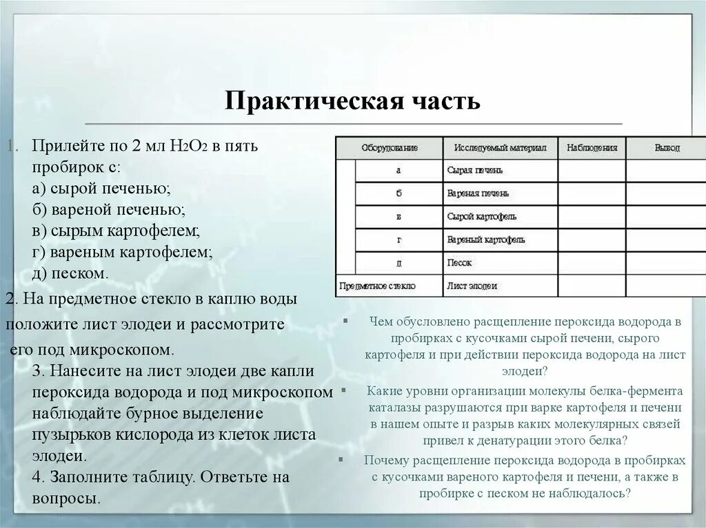 Биология лабораторные практические 10. Расщепление перрксида водорода фермен. Лабораторная работа изучение каталитической активности ферментов. Лабораторная работа расщепление пероксида водорода. Лабораторная работа действие фермента каталазы.