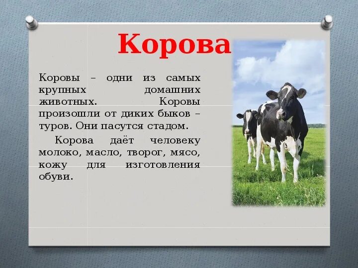 Корова читать краткое. Сообщение о корове. Презентация на тему домашние животные. Доклад про корову. Рассказ о корове.