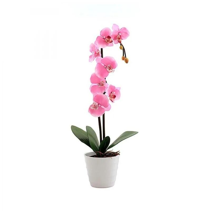 Орхидея в горшке купить в нижнем. Старт led орхидея2 белый. Старт led орхидея1 малая белый. Светильник старт led орхидея1_мал_ фиолетовый (295884). Орхидея в горшке.