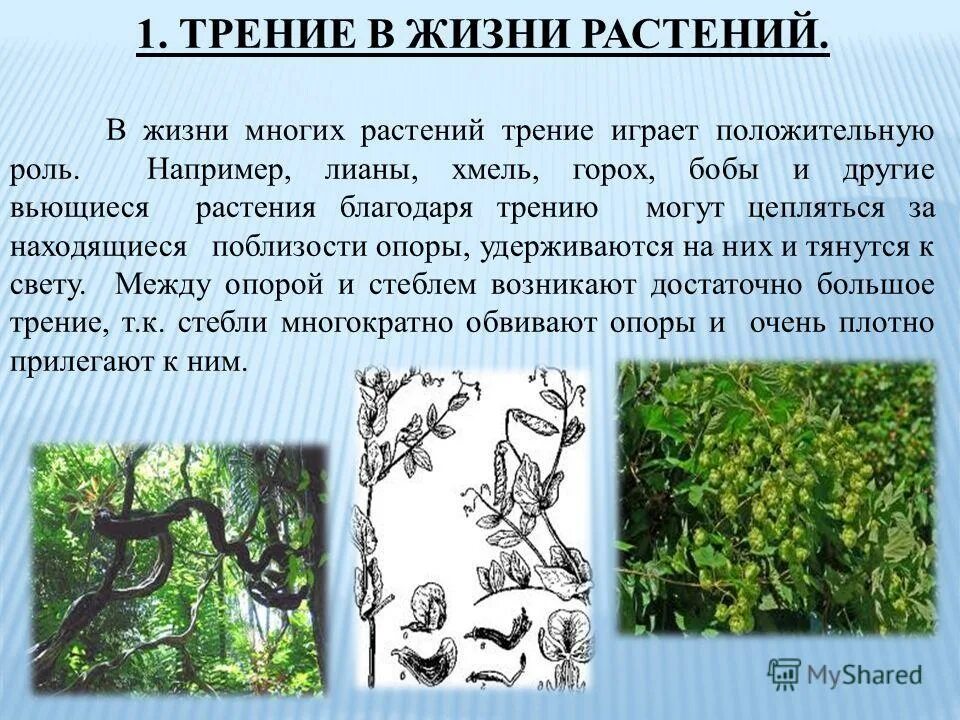 Жизнь растений сообщение. Трение в жизни растений. трение в жизни растений и животных. трение в природе презентация. трение в живой природе.