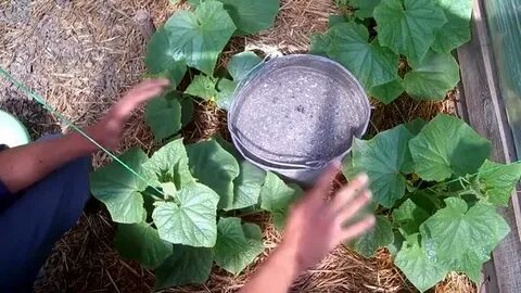 Азот огурцам